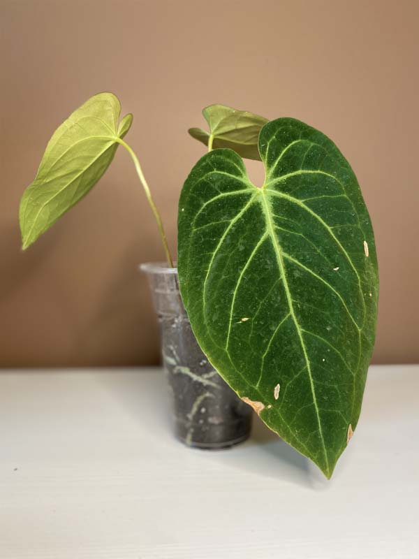 Anthurium Magnificum Hybrid