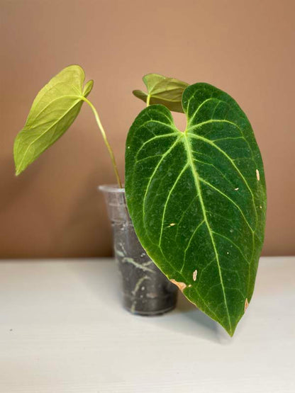 Anthurium Magnificum Hybrid