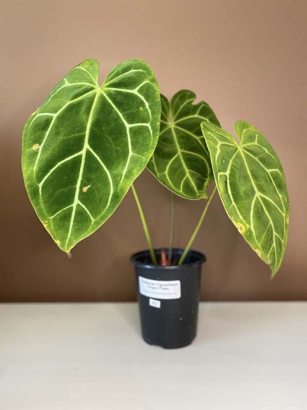 Anthurium Crystallinum Dragon Flame