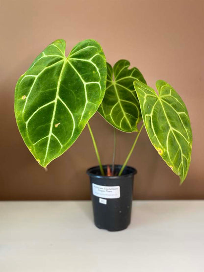 Anthurium Crystallinum Dragon Flame