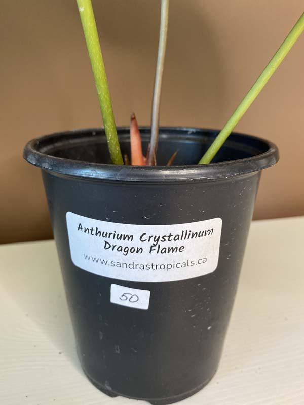 Anthurium Crystallinum Dragon Flame