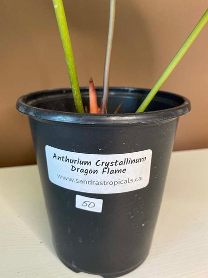 Anthurium Crystallinum Dragon Flame