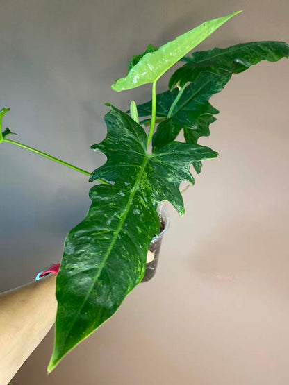 Philodendron Lime Fiddle