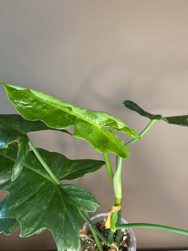 Philodendron Lime Fiddle
