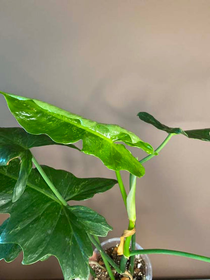 Philodendron Lime Fiddle