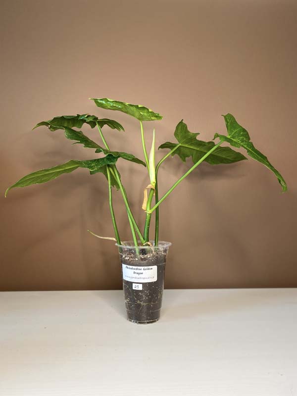 Philodendron Lime Fiddle