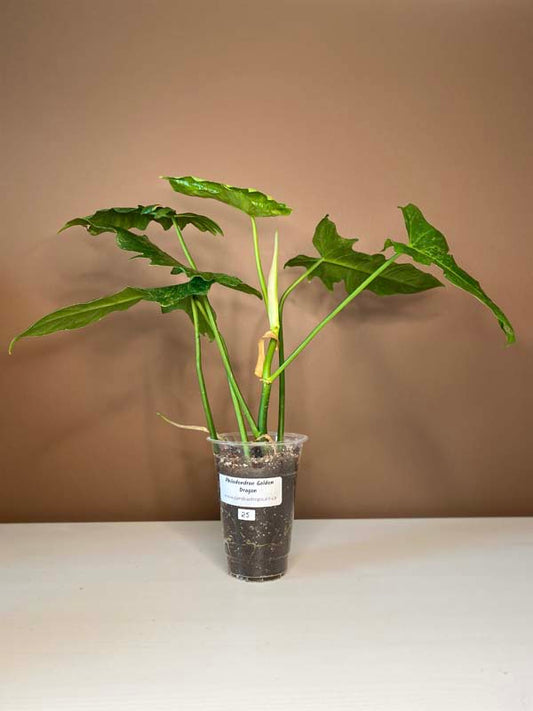 Philodendron Lime Fiddle