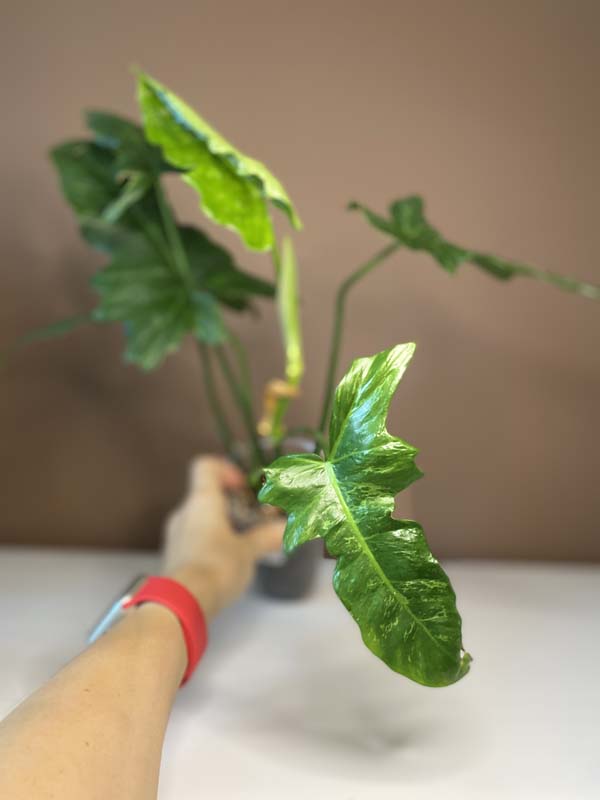 Philodendron Lime Fiddle