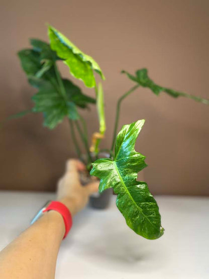 Philodendron Lime Fiddle
