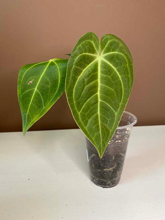 Anthurium Magnificum Hybrid Norte