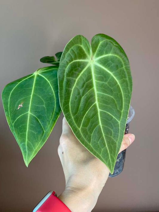 Anthurium Magnificum Hybrid Norte