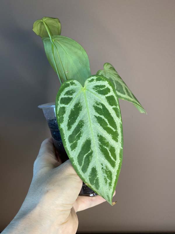 Anthurium Dorayaki