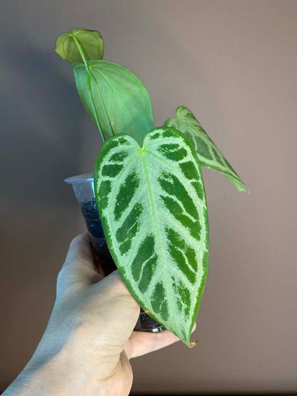 Anthurium Dorayaki