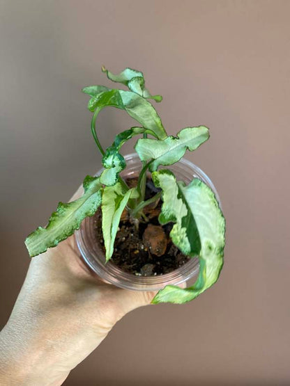 Syngonium Three Kings