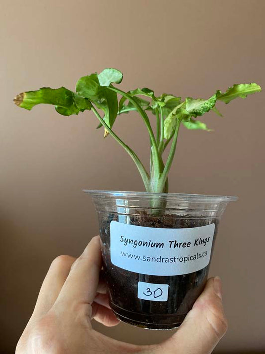 Syngonium Three Kings