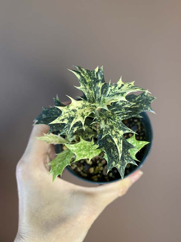 Osmanthus Heterophyllus 'Goshiki'