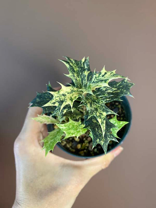 Osmanthus Heterophyllus 'Goshiki'