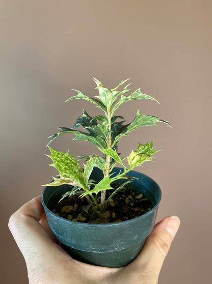 Osmanthus Heterophyllus 'Goshiki'