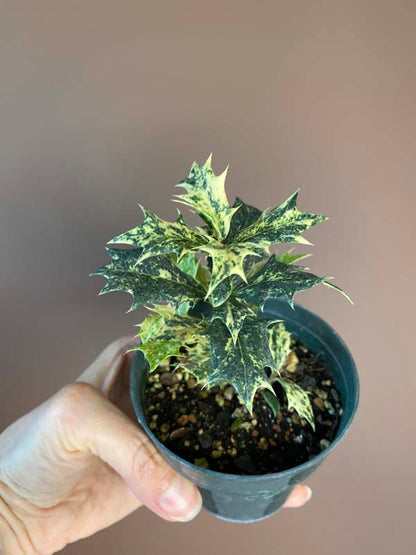 Osmanthus Heterophyllus 'Goshiki'