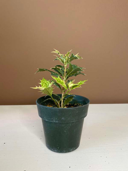 Osmanthus Heterophyllus 'Goshiki'