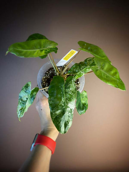 Philodendron Burle Marx Snow White