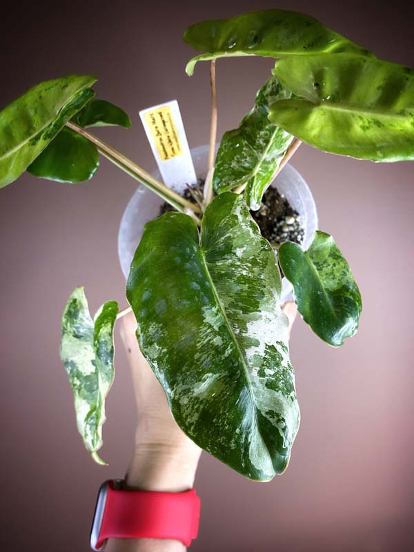 Philodendron Burle Marx Snow White