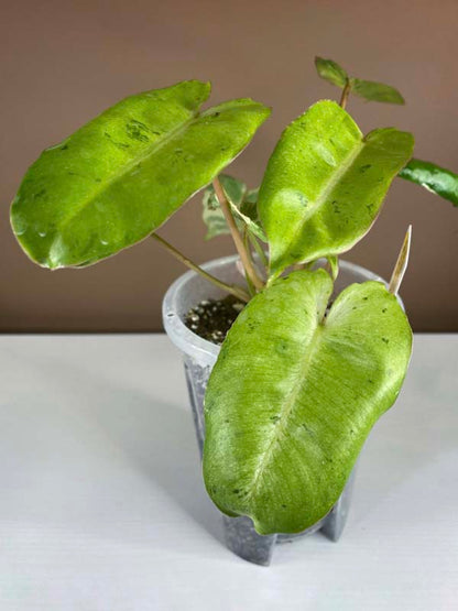 Philodendron Burle Marx Snow White