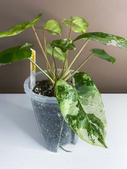 Philodendron Burle Marx Snow White