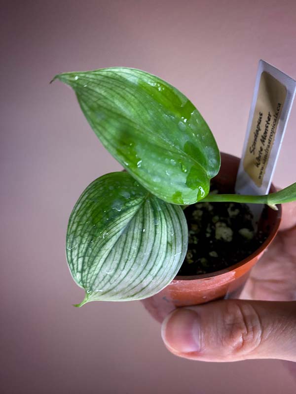 Scindapsus White Monster