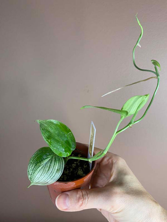 Scindapsus White Monster