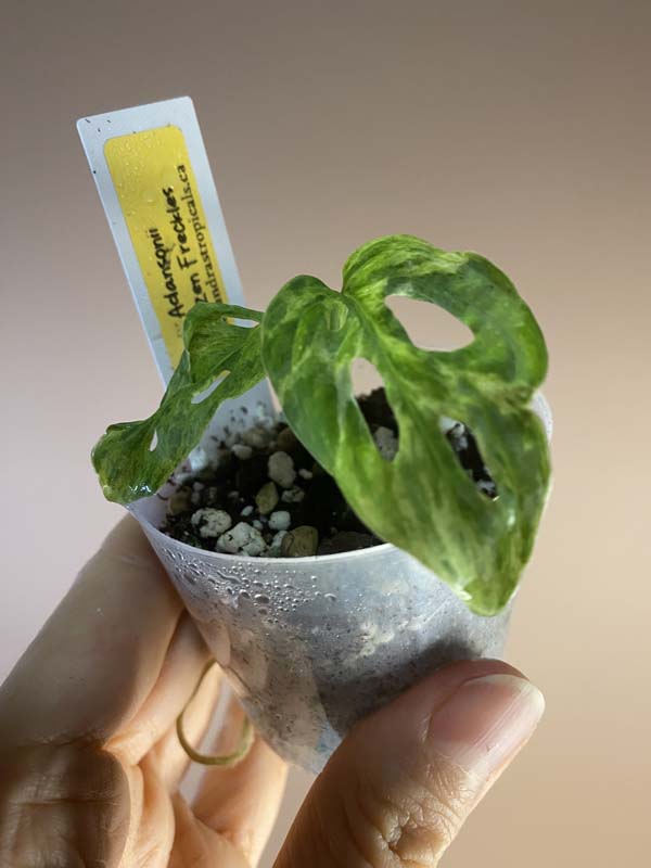 Monstera Adansonii Frozen Freckles