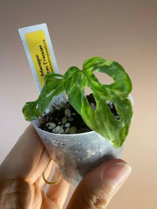 Monstera Adansonii Frozen Freckles