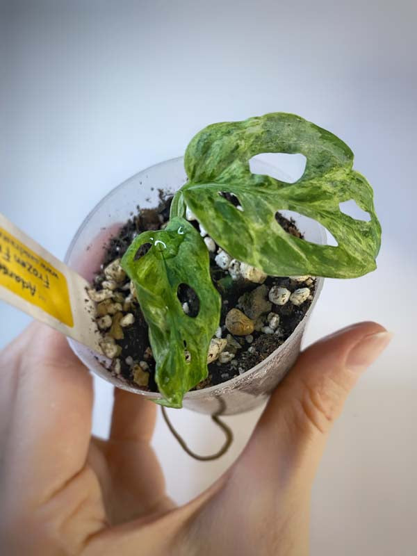 Monstera Adansonii Frozen Freckles