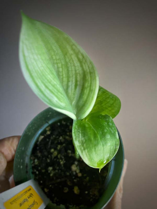Scindapsus White Monster