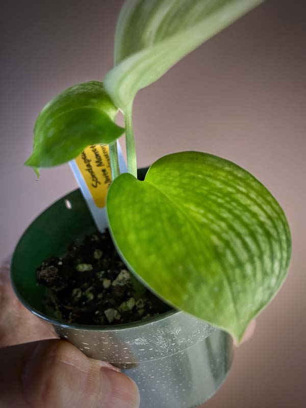 Scindapsus White Monster