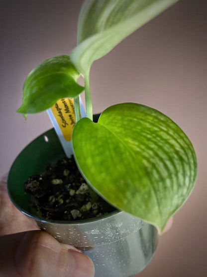 Scindapsus White Monster