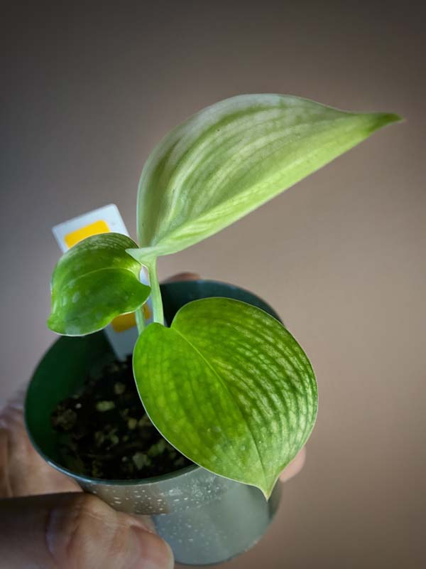 Scindapsus White Monster