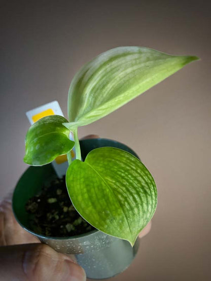 Scindapsus White Monster