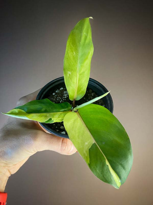 Philodendron Thai Sunrise