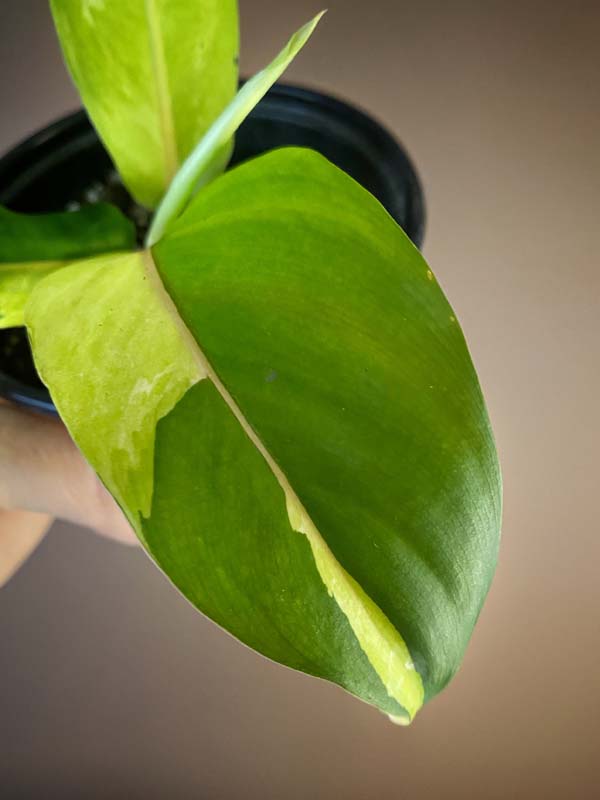 Philodendron Thai Sunrise