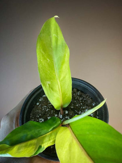 Philodendron Thai Sunrise