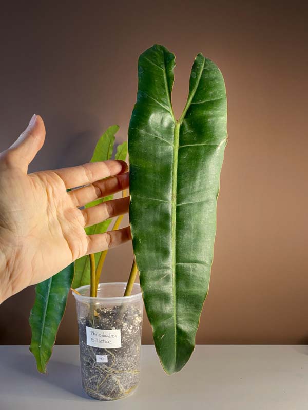 Philodendron Billietae