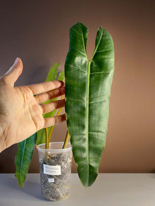 Philodendron Billietae