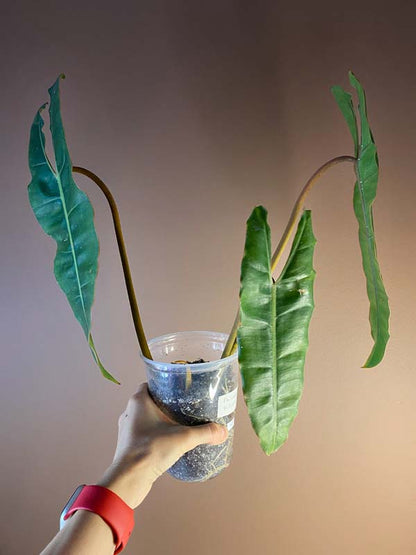 Philodendron Billietae