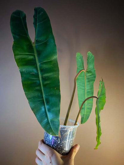 Philodendron Billietae