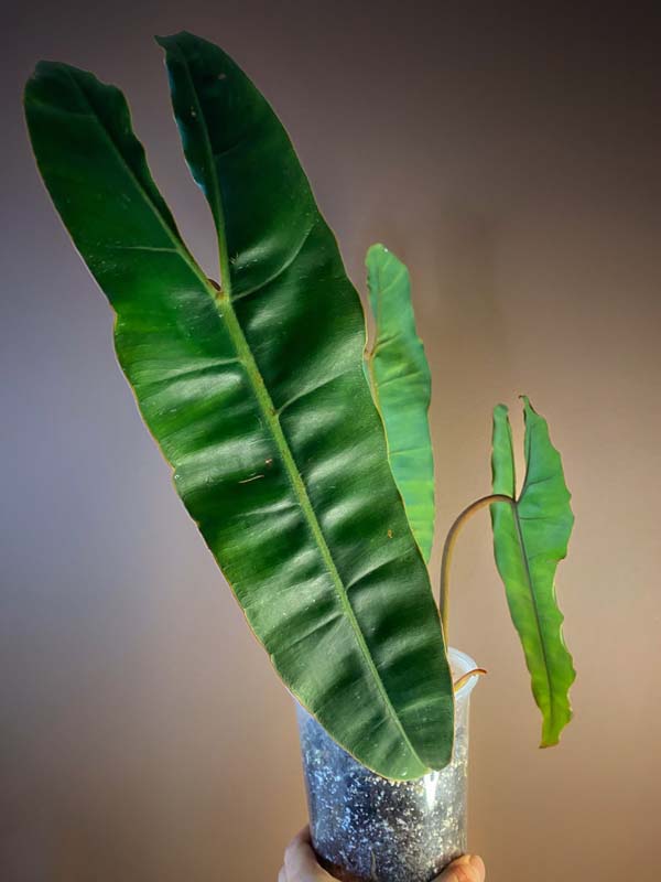 Philodendron Billietae