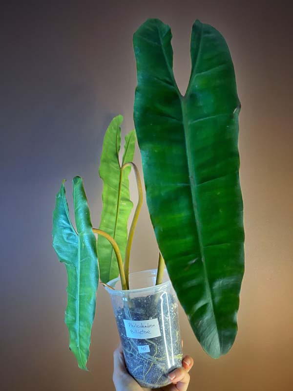 Philodendron Billietae