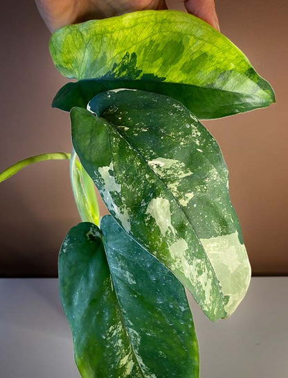 Syngonium Chiapense Variegated