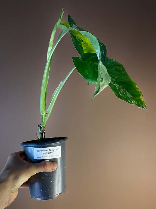 Syngonium Chiapense Variegated