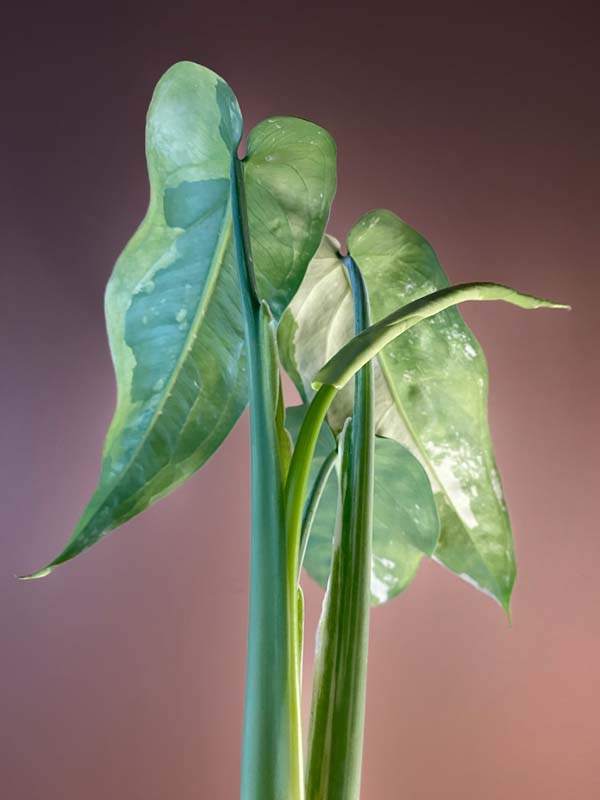 Syngonium Chiapense Variegated
